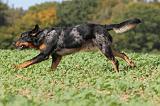 BEAUCERON 522